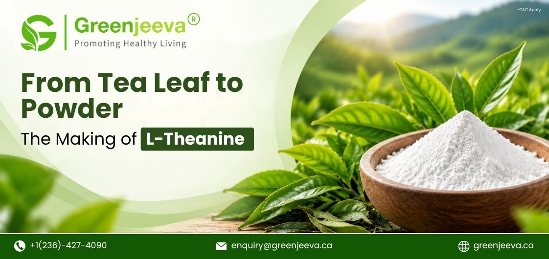 From Tea Leaves to Powder: How L-Theanine Extraction Turns It into a Commercial Ingredient
